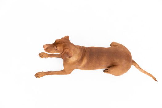 Hungarian Shorthaired Pointed Dog - hunting dog. Female dog lies with open muzzle isolated from background.