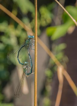 Dragonfly, male and female during the breeding season. Make love