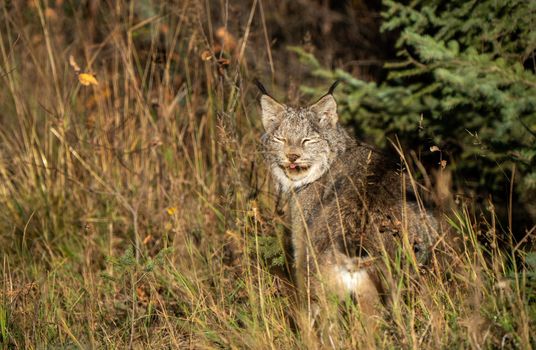 Lynx in the Wild Riding Mountain National Park Canada