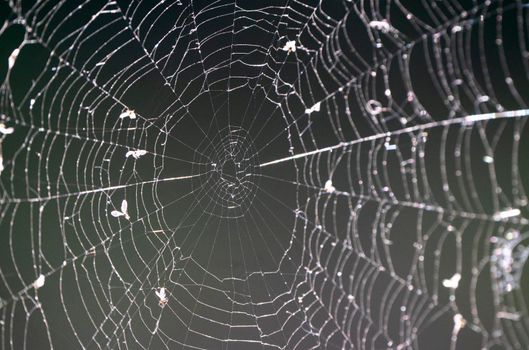 Spider Web close up light shining great detail