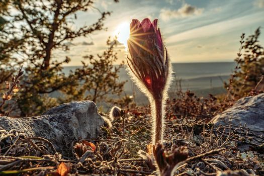 Dream-the beautiful grass Pulsatilla patens blooms in the spring in the mountains. The golden hue of the setting sun. Atmospheric spring background. Delicate, fragile flowers in selective focus at sunset