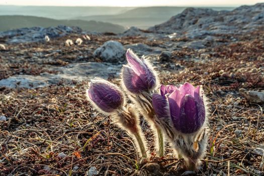 Dream-the beautiful grass Pulsatilla patens blooms in the spring in the mountains. The golden hue of the setting sun. Atmospheric spring background. Delicate, fragile flowers in selective focus at sunset