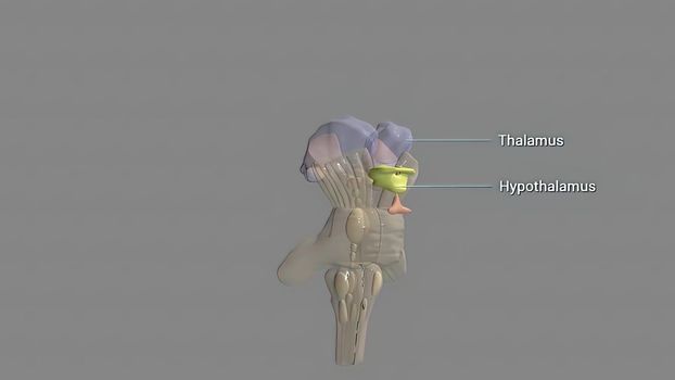 The hypothalamus, highlighted in red, is responsible for the homeostatic control of the body's metabolic, vascular, nervous and endocrine states 3d illustration