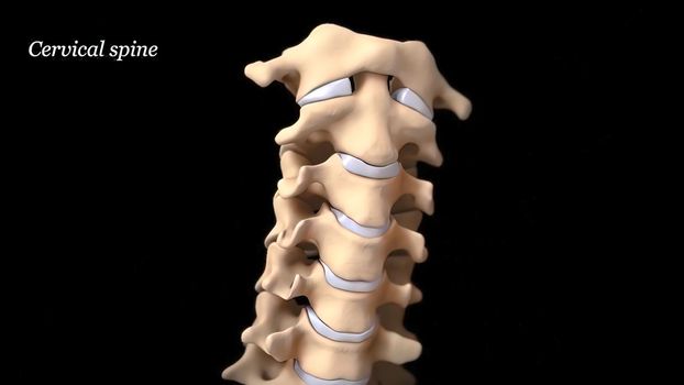 Human spine with nerve roots. 3D Render