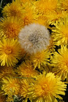 White dandelion lying among yellow dandelions. White dandelion lying among yellow dandelions.