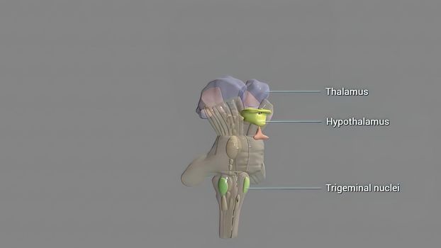 The hypothalamus, highlighted in red, is responsible for the homeostatic control of the body's metabolic, vascular, nervous and endocrine states 3d illustration