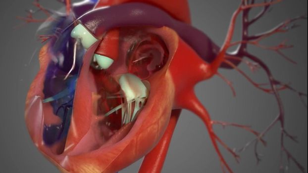 The left side pumps oxygenated blood (high in oxygen and low in carbon dioxide) to the organs of the body. Deoxygenated blood enters the right atrium from the vena cava.