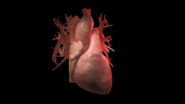 3d rendered medically accurate illustration of a heart with 3 bypasses