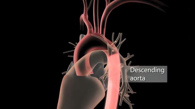 Human Circulatory System Heart Beat Anatomy 3D Render Concept. 3D