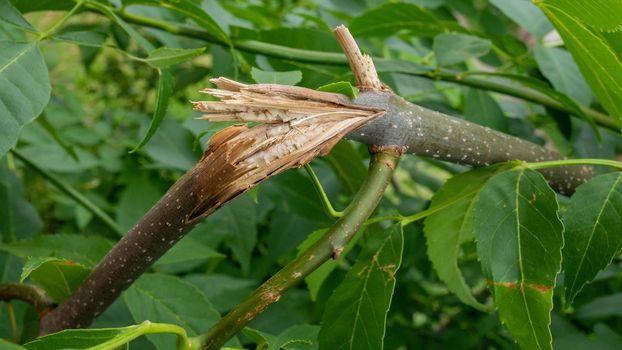 Close-up of a broken tree branch.