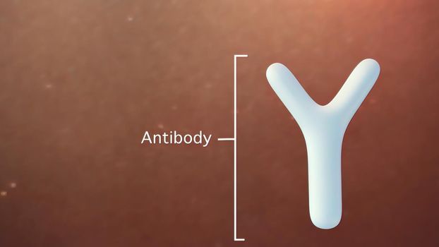 Antibodies are a part of your immune system. They fight germs, but sometimes they make a mistake and target your body's healthy cells instead. 3D Render