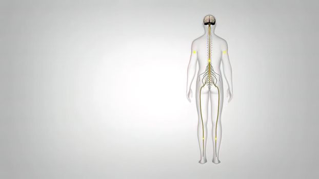 The neuron a specialized cell designed to transmit information to other nerve cells, muscle, or gland cells.