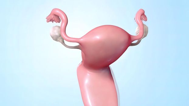 Female reproductive organ, sperm entering the canal. 3D illustration