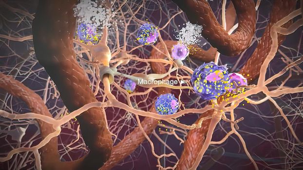 Macrophages are specialised cells involved in the detection, phagocytosis and destruction of bacteria and other harmful organisms. 3D illustration