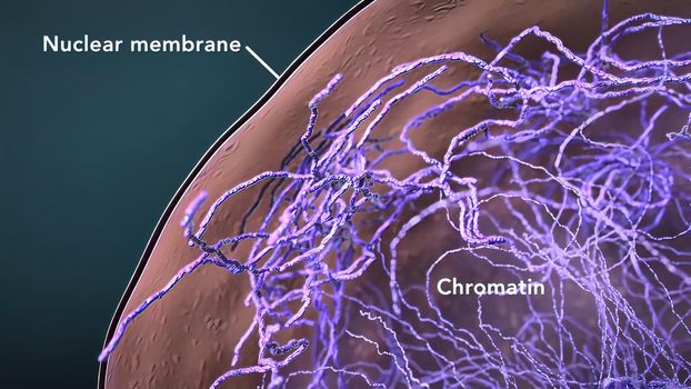 Cell structure. Endoplasmic reticulum Travel inside the cell showing the mitochondria producing energy. 3D illustration