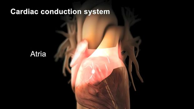 The pacemaker tissue in the right atrium of the heart. It provides the output of the normal sinus rhythm. 3D illustration