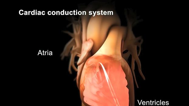 Cardiac Conduction System 3D illustration