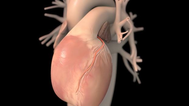 Human heart, realistic anatomy 3d model of human heart on the monitor, visual heart beating. Human anatomy, cardiovascular system. 3D illustration