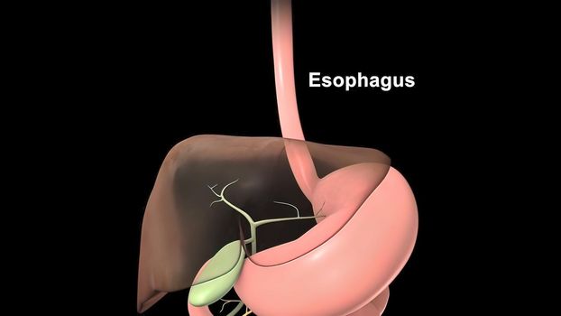 Bile Human Digestive System Anatomy For Medical Concept 3D Illustration