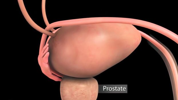 Human Gall Bladder Anatomy With Digestive System For Medical Concept. 3D Illustration