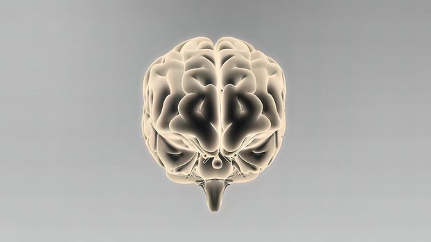 Medical 3D illustration of human brain 3d illustration