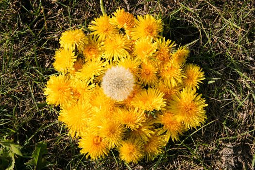 A bunch of flowering dandelions on a background of grass.