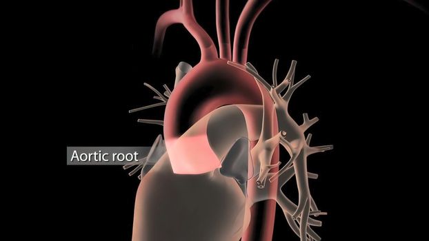 Human Circulatory System Heart Beat Anatomy 3D Render Concept. 3D