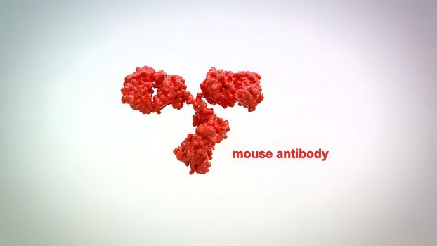 Antibodies are proteins produced by the immune system to fight infections. 3D Render