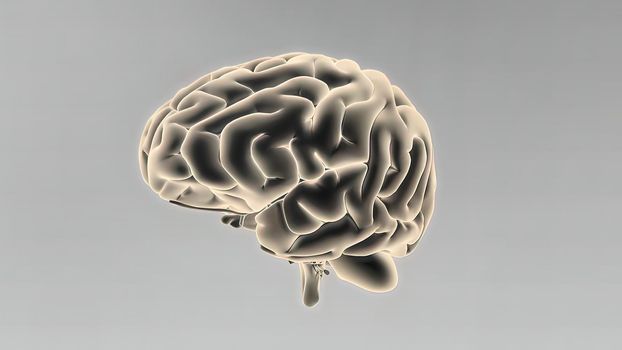 Medical 3D illustration of human brain 3d illustration