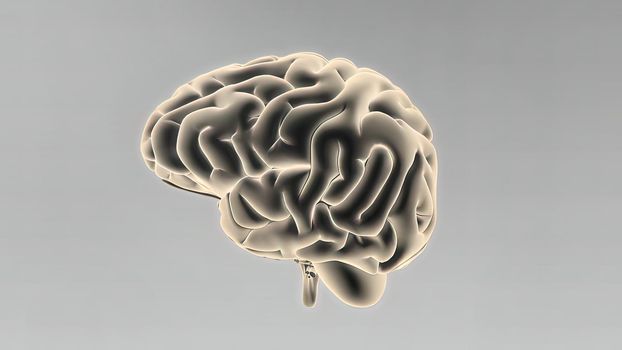 Medical 3D illustration of human brain 3d illustration