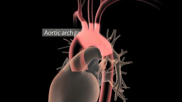 Human Circulatory System Heart Beat Anatomy 3D Render Concept. 3D