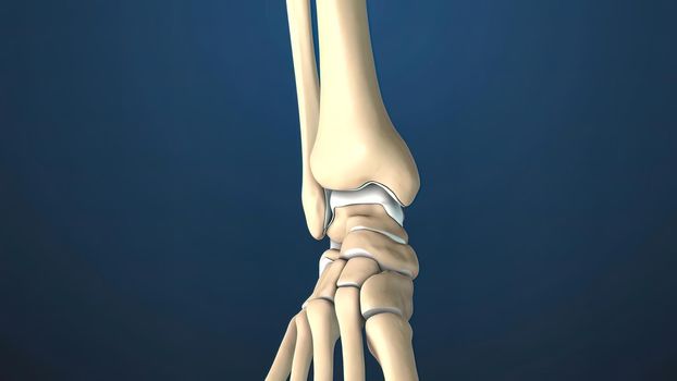 Articular cartilage is the smooth, white tissue that covers the ends of bones where they come together to form joints. 3D Render