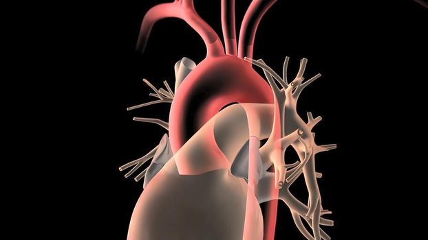 Human Circulatory System Heart Beat Anatomy 3D Render Concept. 3D