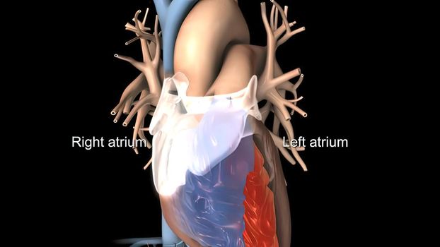 Disruption and enlargement of the heart rhythm 3D Render