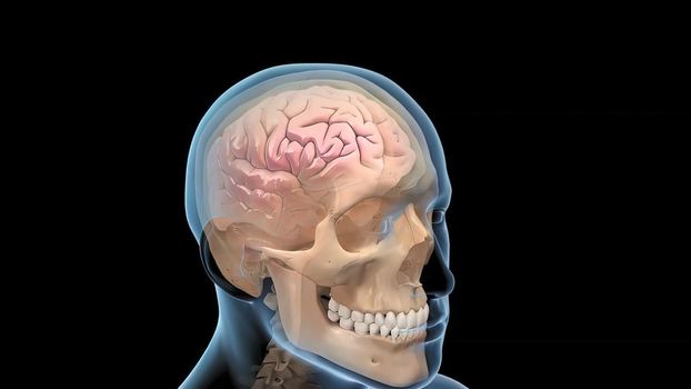 Medical 3D illustration of human brain .