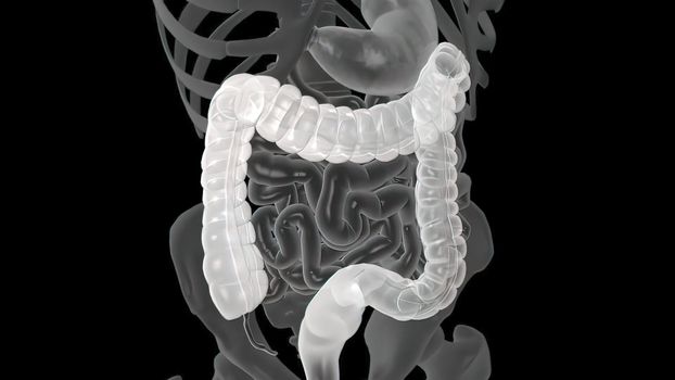 Colonoscopy Biopsy Of The Gastrointestinal Tract In Patients 3D illustration