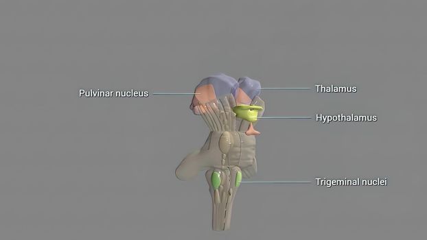 The hypothalamus, highlighted in red, is responsible for the homeostatic control of the body's metabolic, vascular, nervous and endocrine states 3d illustration