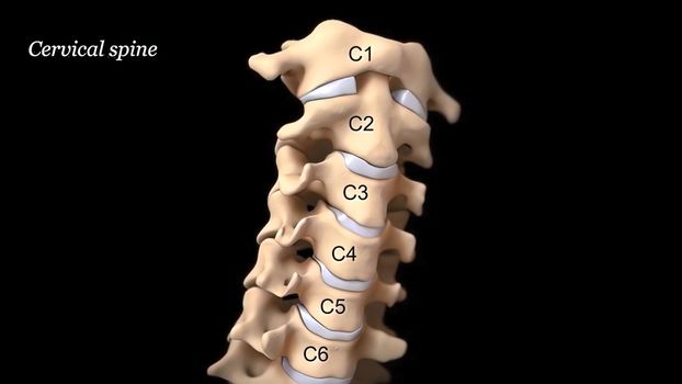 Human spine with nerve roots. 3D Render