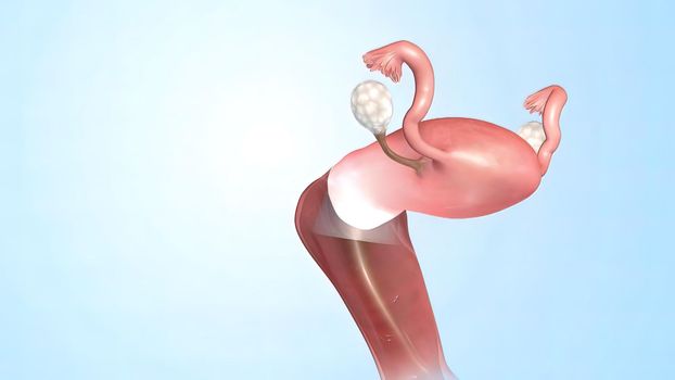 Female Reproductive System 3D illustration