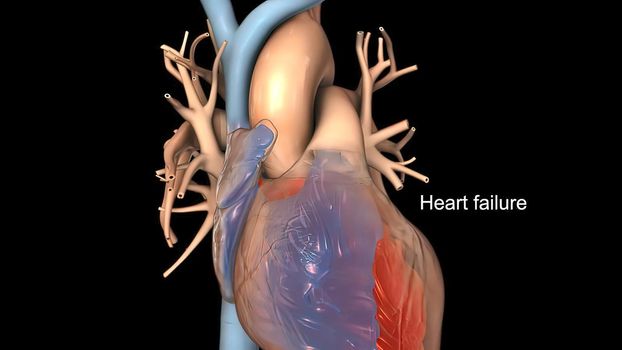 Sinoatrial node and cardiovascular system 3d render