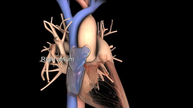 Disruption and enlargement of the heart rhythm 3D Render