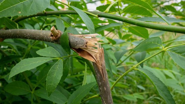 Close-up of a broken tree branch.