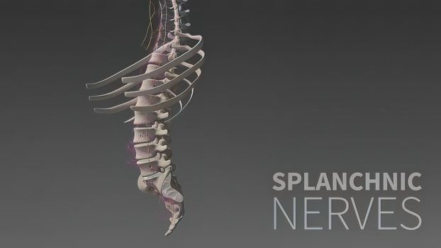 3D illustration Showing The Human Nervous System .