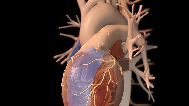 It means respiratory failure due to heart failure, edema, growth in the liver and obvious disease. 3D illustration