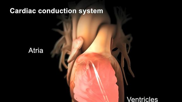 Cardiac Conduction System 3D illustration