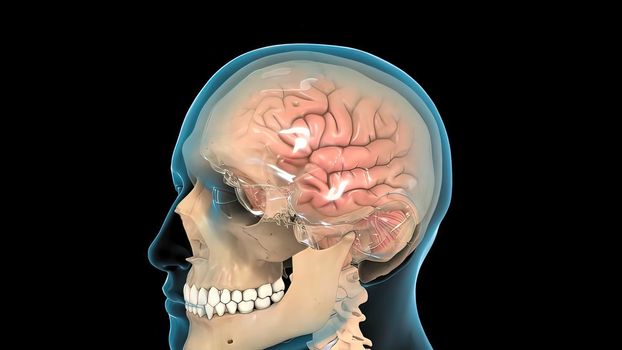 Male medical brain scan in cycle (temporal lobe, parietal lobe) 3D illustration