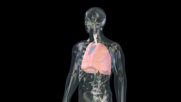 Human lungs with bronchi of mesh of model. Looping motion animated 3D Render