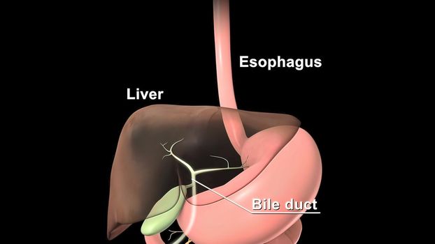 female-male digestive and reproductive system 3D illustration