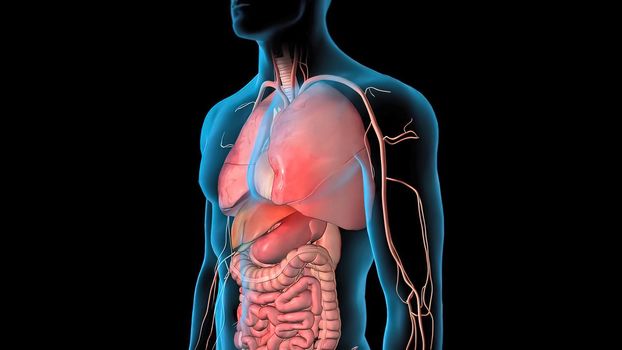 Human Circulatory System Heart Beat Anatomy 3D Render Concept. 3D