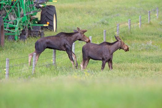 Prairie Moose Canada Alberta cow and calf yearling